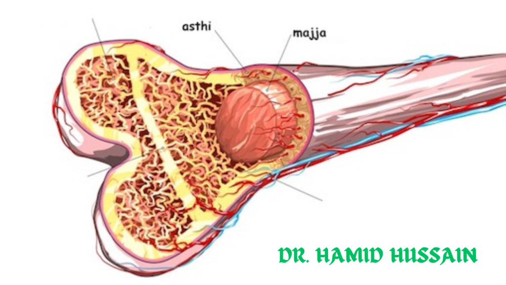 मज्जा धातु (Majja Dhatu) - कार्य, मज्जा क्षय, मज्जा वृद्धि के लक्षण