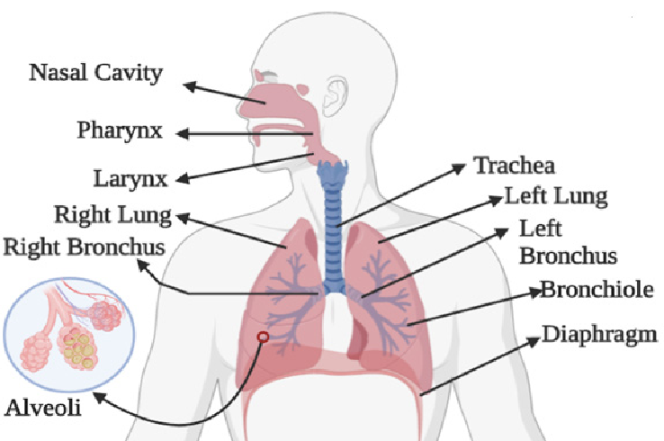 Respiratory System - Diagram, Parts, Function and Disease